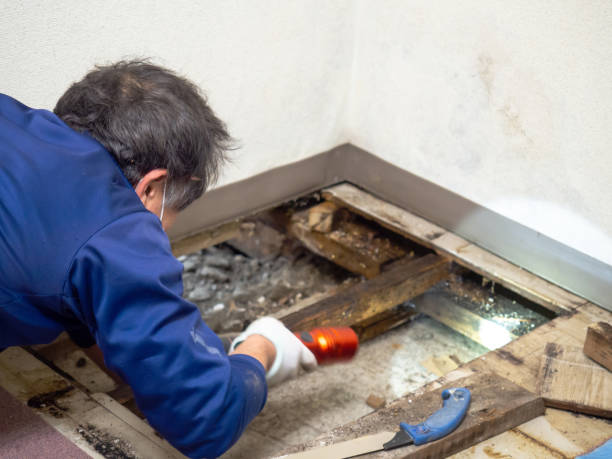 Best Mold Cleaning Services  in Farmville, VA