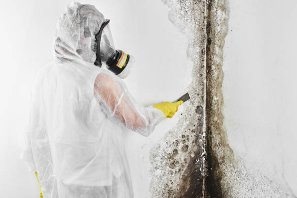 Best Fast Mold Removal  in Farmville, VA