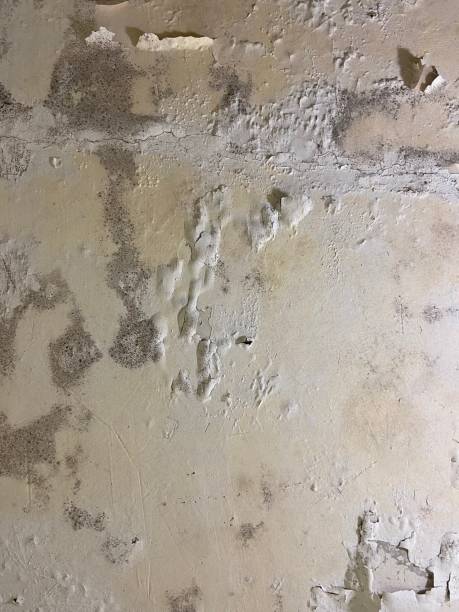  Farmville, VA Mold Removal Pros