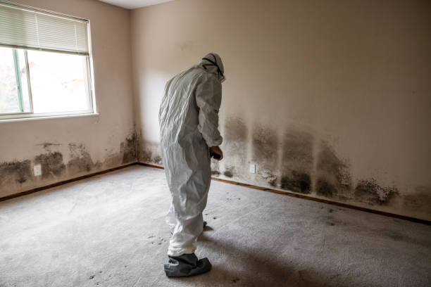 Best Attic Mold Removal  in Farmville, VA