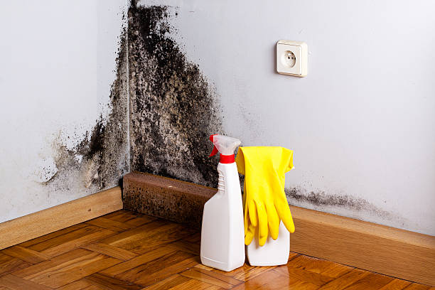 Best Mold Damage Repair  in Farmville, VA