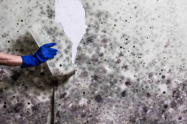 Best Mold Removal Company Near Me  in Farmville, VA